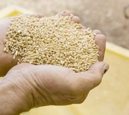 Jumătate de tonă de cereale, confiscată de poliţişti